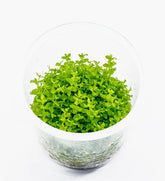 ADA 珍珠草 Hemianthus micranthemoides IC022